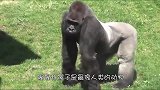 猩猩也爱干净，自从看到饲养员洗头，从此迷恋上给自己洗头