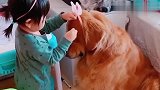 家里有孩子的，千万不要养金毛，眼前就是活生生的案例啊