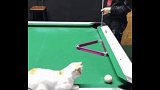 主人打了半天都打不进去，猫咪只好出手