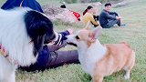 推波助澜狗狗打架，这个主人太坏了