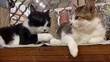 小猫咪吃醋了，气氛逐渐尴尬