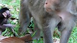万怜新生猴宝宝独行，为什么新生儿妈妈离开猴宝宝样独行