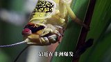 蝗虫正准备嚣张的时候，突然害怕了，蝗虫我想回家了！