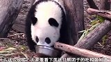 熊猫现场直播吃小笋笋，期间还自我放空，呆萌模样让人受不了