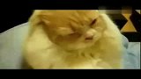 宠物乐园-20110816-实拍可爱猫猫做仰卧起坐