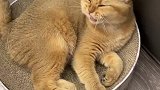 没有一只小猫咪可以拒绝猫薄荷 萌宠出道计划  猫咪日常