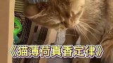 没有一只小猫咪可以拒绝猫薄荷