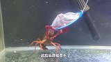 10条饿了13天的食人鱼，群攻一只铁甲大龙虾，这结局让我接受