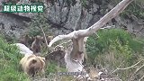 白头雕捕食鳄鱼，成年鳄鱼眼睁睁看着小鳄鱼被抓走，却束手无策