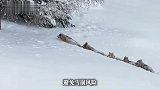摄影师在新疆拍到“狼群在头狼的带领下拱雪前行”