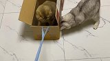 猫咪的一生，你家猫成精了吗