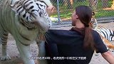 女子照顾老虎10年，老虎突然一口咬住女子胳膊，镜头记录全过程
