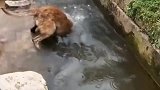 刚开始还以为狗子掉进了水里，上来一看，这狗给都不卖