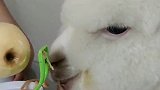 宝宝用神器削苹果，羊驼过来是吃果皮，这样的场面看起来很温馨！