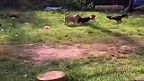两只鸡打架，狗子前去拉架