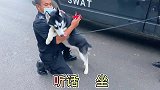 二哈学会卧倒，特警蜀黍激动的为他带上大红花，差点蛋黄都没了