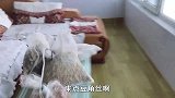 农民王小：豆角晒成干味道大不同农村三口人一锅吃不够，下饭