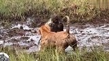 猎犬VS豪猪，一场恶战过后，这场面不忍直视！