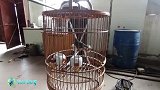 今天把我养了一年多的相思鸟放出笼玩一下，它不会飞走吧？