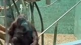 猩猩看见萌娃，示意游客抱上前查看