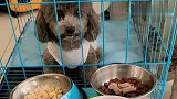 主人故意拿美食惩罚犯错的泰迪灰崽,灰崽哈喇子流的,太可爱了