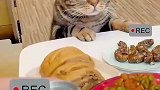 猫咪趴餐桌旁，伺机而动叼走主人馒头