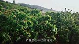 山东泰安肥城阳谷洞村樱桃村，这里的樱桃自然成熟，就是吃不够