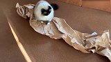 合适在玩什么啊看这猫咪蠢萌的小样子，可真是好玩！