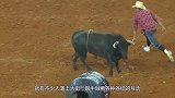 西班牙的牛都要剪掉牛角，看着让人害怕，镜头记录全过程！