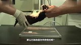 掉进墙里水管的小猫，幸好发现的早，直接破墙救援