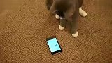 mp3-可爱猫咪玩iPod-Touch上的专用CAT-TOY程序