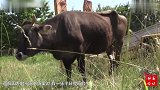 一只怀孕的母牛，不小心越过了边境，随后被抓起来了