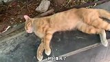 猫咪在家里睡成这样，差点以为嘎了？