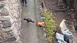 小男孩看到两只鸡打架