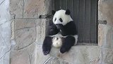 可爱大熊猫：奶爸！你总算想起你的小可爱了！