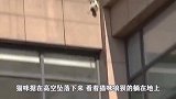 猫咪被罐子吸引，直接往里钻，这要怎么出来