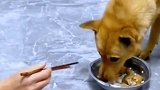 男子试探养了8年的大黄狗，夹走它碗里一块肉，狗子举动太灵性了