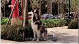 哈士奇想出去玩，却被主人关在2米高围栏，下一秒别笑