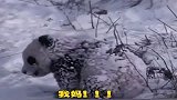 熊猫宝宝：妈你去哪儿了妈，我咋看不见你