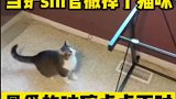 当铲shi官撤掉了小猫咪最最喜欢的玻璃桌桌面时，会发生什么