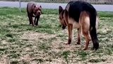 斗牛犬和德牧对视的那一瞬间，胜负就已经分出来了！
