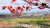 今天登山看红叶，风很大！