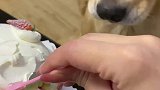 小狗想要吃蛋糕
