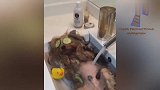 喵星人和汪星人各种卖萌视频合集，爆笑全场