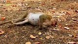 独眼猴妈趴在地上，很痛苦要生了
