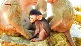 猴子温馨的画面，希望你健康成长