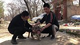 又丑又帅的纯种米吉亚血恶霸犬，出价20万主人都不舍得卖