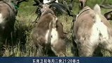 驯鹿拉雪橇的速度有多快球球越野车一点都不香了