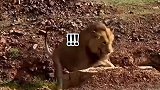 第一次在狮子脸上看到了惊恐