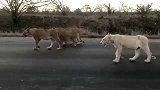 非洲野外仅存的2只野生白狮出现，引起轰动效应